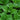 Mint Mojito (Organic)