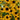Rudbeckia triloba (Brown-eyed Susan)