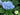 Hydrangea macrophylla 'Nantucket Blue' (Mophead Hydrangea)