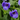 Torenia 'Summer Wave Large Blue'