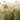 scout miscanthus worry free ornamental grass