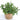 Spearmint