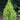 Cupressus macrocarpa 'Wilma Goldcrest' (Lemon Cypress)