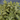 Sage Berggarten (Organic)