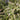 Polemonium 'Stairway to Heaven' (Jacob's Ladder)