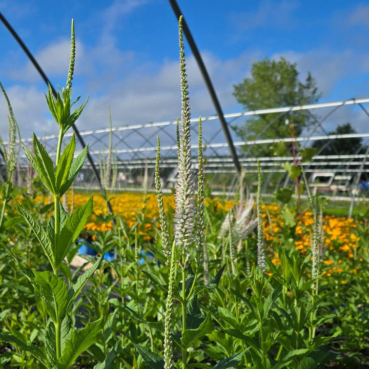 veronicastrum plant Veronicastrum virginicum (Culver's Root)