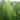 Thelypteris decursive-pinnata (Japanese Beech Fern) PRC