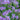 Sisyrinchium 'Lucerne' (Blue-Eyed Grass) PRC