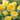 David Austin Roses