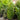 Degroot's Spire Arborvitae