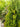 Degroot's Spire Arborvitae