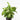 Dieffenbachia Tropic Snow