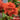Double Take® Peach Quince
