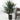 Dracaena Tarzan Bush 11