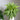 Dracaena Warneckii Goldstar