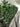 Dracaena Lind Cane