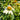 Echinacea purpurea 'White Swan' (Coneflower) GLV