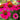Echinacea Kismet® 'Raspberry' (Coneflower) OVD