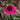 Echinacea Sombrero™ 'Poco Hot Pink' (Coneflower) CNT