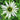 Echinacea purpurea 'White Swan' (Coneflower) GLV