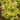 Euonymus japonicus 'Aureovariegatus' (Gold Spot Euonymus)