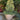 Euonymus japonicus 'Silver King' (Esp and Shrub)
