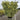 Euonymus japonicus 'Silver King' (Esp and Shrub)