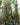 Euphorbia Trigona Red