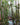 Euphorbia Trigona Red