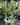 Euphorbia Trigonia Variegated