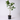 Ficus 'Audrey'