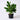 Ficus 'Audrey'