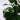 Ficus Lyrata