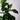 Ficus Lyrata