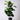 Ficus Lyrata