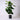 Ficus Lyrata