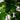 Ficus Lyrata