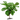 Ficus Lyrata Medium Standard