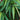Ficus Alii cu