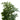 Potted plant with green leaves on a white background