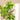 Potted plant with green leaves in a decorative pot against a beige wall.
