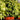Ficus Benjamina El Dorado1