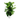 ficus lyrata bush