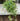 Ficus Quercifolia String of Frogs