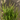 Pencil Cactus