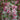 Flowering Crabapple 'Louisa' (Malus)