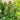 Parthenocissus tricuspidata (Boston Ivy)