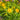 Coreopsis 'Jethro Tull' (Tickseed)