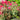 Rosa 'Radtko' Double Knockout Rose (Shrub Rose)