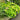Hydrangea macrophylla Endless Summer® 'Summer Crush' (Mophead Hydrangea)